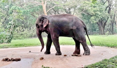 Elephant kills mahout's son at National Zoo