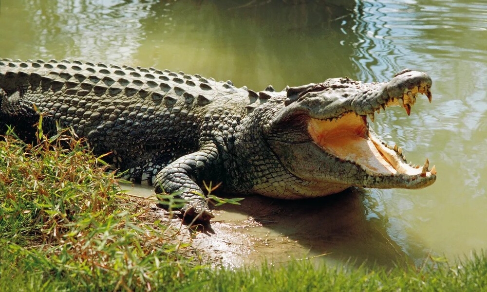 Mother throws 6-year-old son into crocodile-infested canal