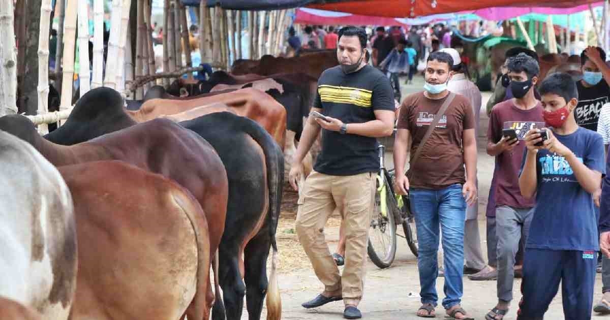 No cattle market at Aftabnagar this year as HC stays leasing process