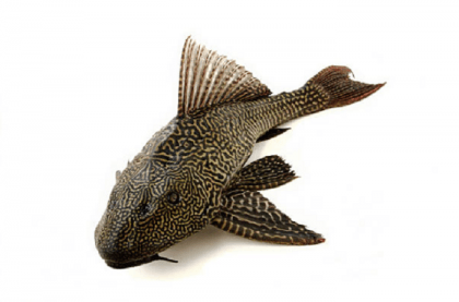 Govt issues final notification banning Sucker Fish