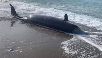 Seven whales wash up dead on Cyprus