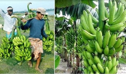 Expanding banana farming brings fortunes to many farmers

