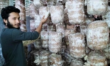 Mushroom Cultivation: Sherpur young entrepreneur becomes self-reliant


