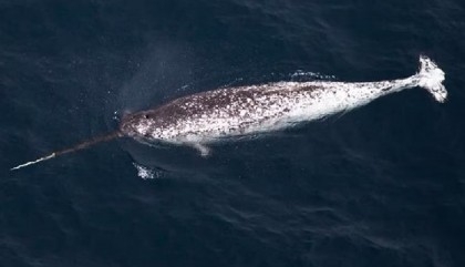 Narwhals' climate-vulnerable winter feeding crucial for survival: study