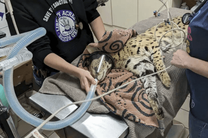 ‘Cocaine cat’ escaped owner, will now live at Cincinnati Zoo