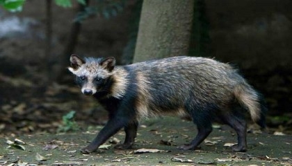 Raccoon dog data sparks new debate about Covid origins