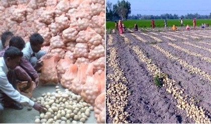 Record 26.85-lakh tonnes of potato produced in Rangpur region