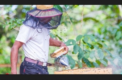Plenty abuzz on World Bee Day