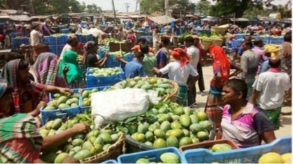 Mango business gains momentum with appearing delicious varieties in Rajshahi

