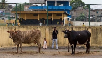 Sri Lankan Muslims to host modest Eid feasts as livestock prices double
