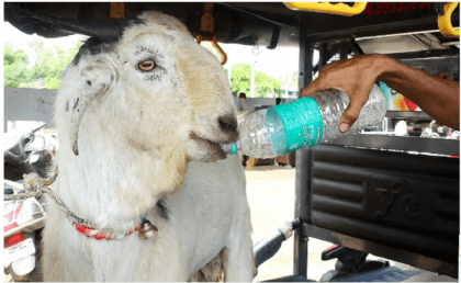 Neighbours object as man brings goat home in housing society, cops called