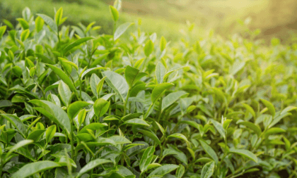Bangladesh’s third tea auction centre to open in Panchagarh in a month