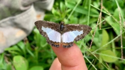 Scientists identify which butterflies are most at risk as the climate warms

