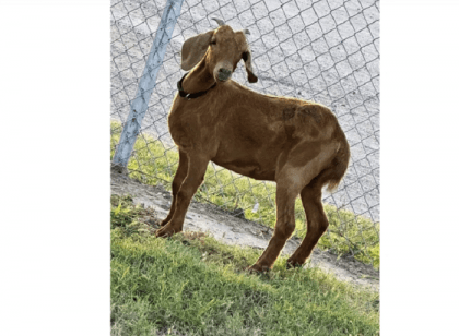 Avid search for missing Texas rodeo goat bringing residents of a small rural county together