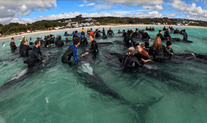 Last of nearly 100 pilot whales that beached on Australia's coast are euthanized after rescue fails