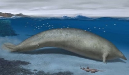 Heaviest animal ever? Scientists discover massive ancient whale