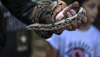 Antivenom shortages, ignorance plague snakebite victims in Venezuela
