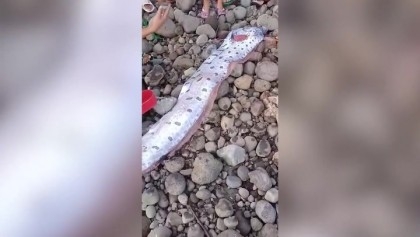 Rare 5ft ‘doomsday fish’ on Philippines coast


