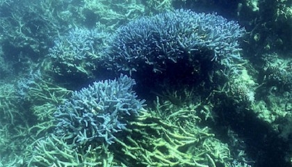El Nino could imperil Australia's Great Barrier Reef