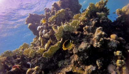 Land and sea efforts to save reefs must work together: study