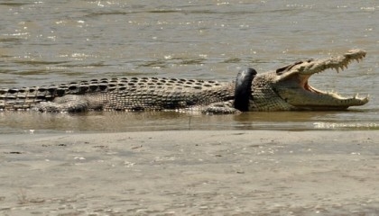 Australia's defence department charged over crocodile attack