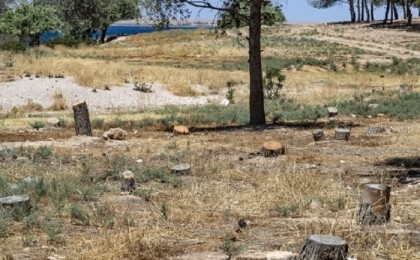 Illegal logging turns Syria's forests into 'barren land'