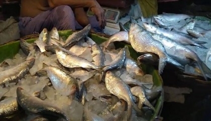 Hilsa prices decreasing as supply increasing in Khulna