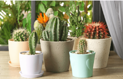 Couple in China keep 1000 cactus plants at home, spend two million on it