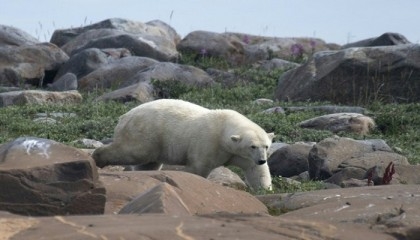 Study quantifies link between greenhouse gases, polar bear survival