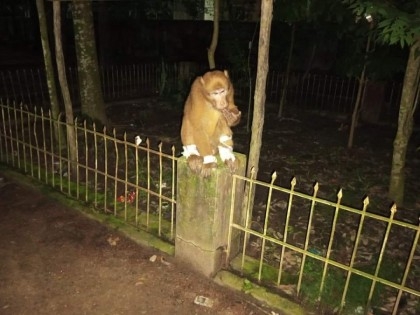 Injured monkey goes to Sitakunda Health Complex, receives treatment