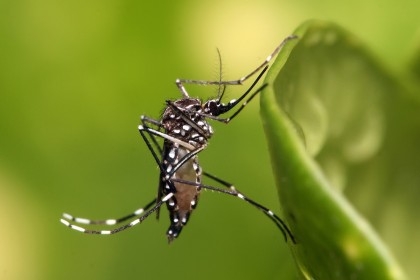 Dengue Outbreak: Death toll rises to 671 as 14 patients die in 24hrs