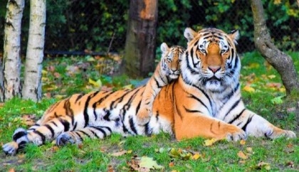 Fence to be erected in parts of Sundarbans to tackle human-tiger conflicts