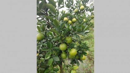 Malta cultivation gaining popularity in Panchagarh


