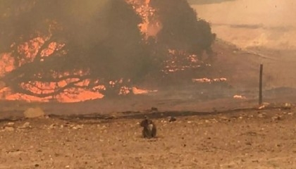 Heatwave fuels bushfire risk in Australia's east