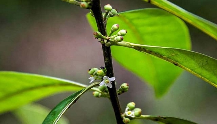 Scientists rediscover small Brazil tree, 185 years on