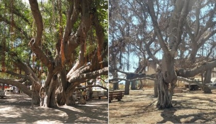 Maui's 150-year-old banyan tree is growing new leaves after being charred in wildfires

