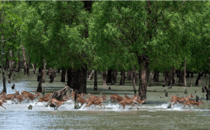 As 3-month ban on tourism ends, Sundarbans abuzz with local and foreign travellers