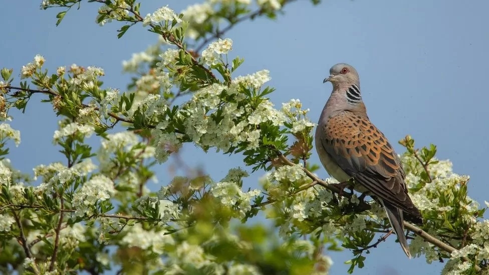Nature crisis: One in six species at risk of extinction in Great Britain