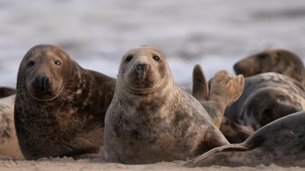 Marine wildlife warning as storms arrive