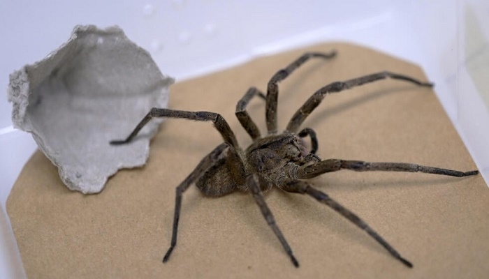 Brazil's banana spider aids erectile dysfunction treatment