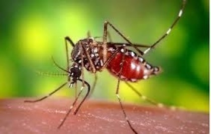 Country witnesses 12 more dengue deaths in 24 hours

