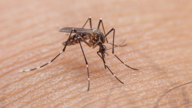Eight dengue patients die, 2,350 hospitalised in 24hrs
