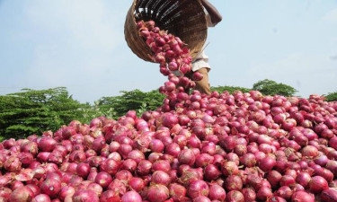 Adoption of modern technologies stressed to boost onion output