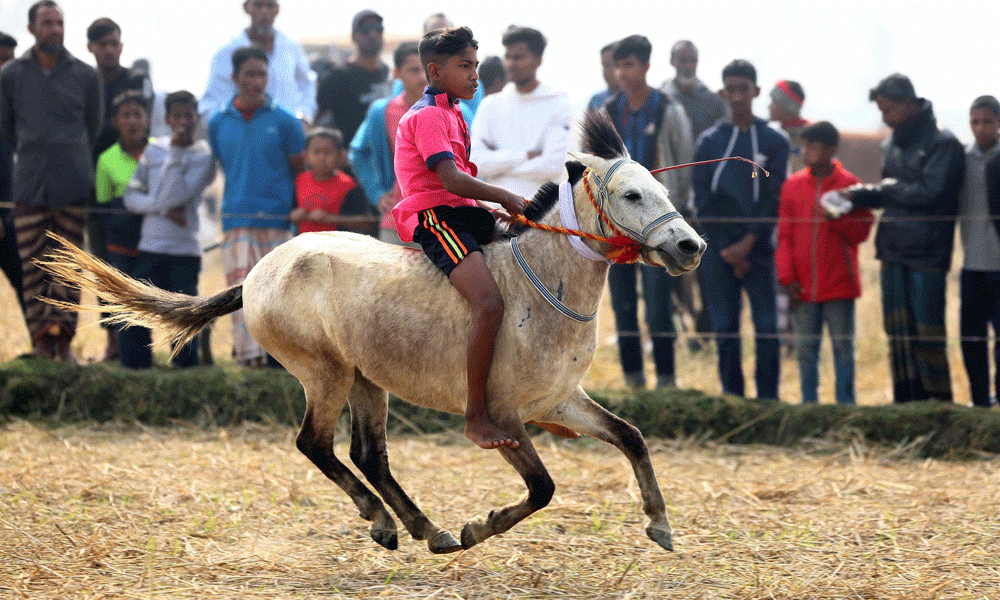 Despite waning popularity of rural horse races, the Dasghar Union under the Vishwanath Upazila of Sylhet has revived this event after 22 years, much to the delight of the local residents. The competition, organised by the Dasghar Union, attracts participants from 12 Upazilas in the Sylhet region, with a total of 113 horses taking part. Each horse carries a unique and interesting name, adding to the charm of the event. Photo : Reaz Ahmed Sumon
