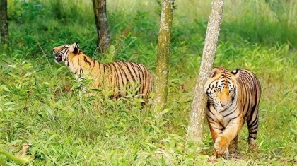 Tiger census begins in the Sundarbans


