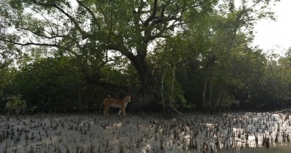 Tiger census: Installation of cameras begins in Sundabans