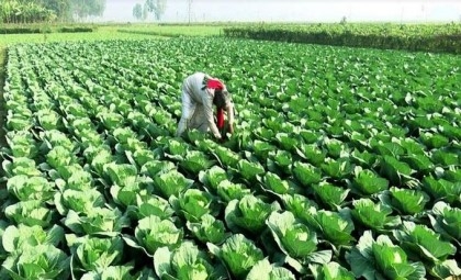 Farmers eying bumper winter vegetables output in Rangpur region