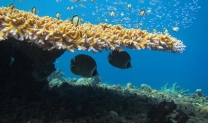 Coral bleaching causing 'unnecessary' fish fights