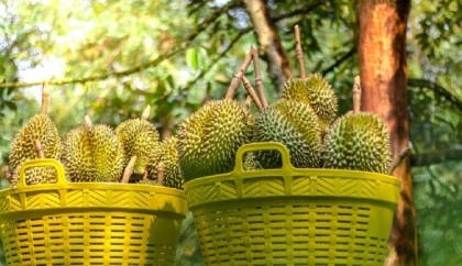 Philippines prepares for durian export to China