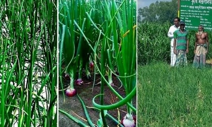Bumper onion output likely in Rangpur region